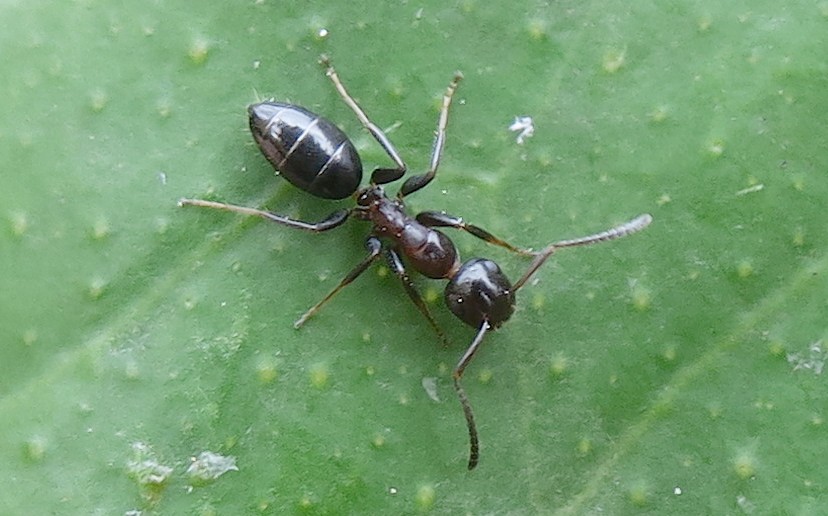 Lasius niger?   No, Colobopsis truncata